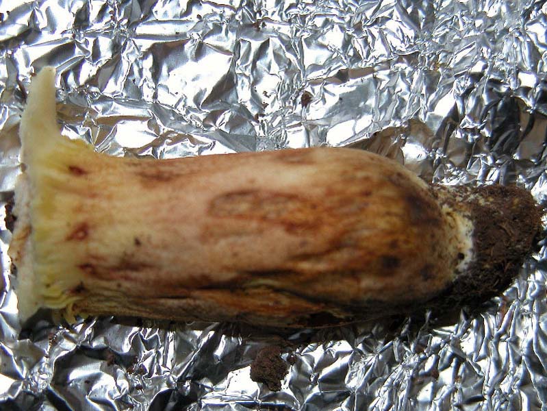 Xerocomus d.d.